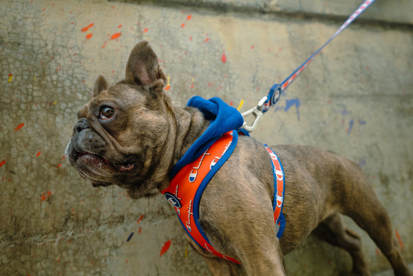 Pet best sale champion harness